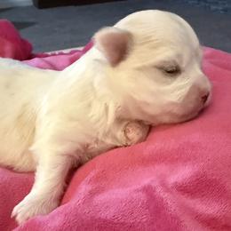 Maltese and Maltipoo Puppies from Julie Tremblay