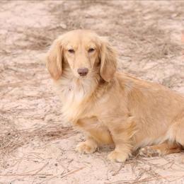 Betty - Dachshund