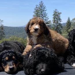 Bernedoodle puppies from Ginger & Spice Farm Puppies