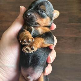 Lincoln - Parti male Yorkshire Terrier puppy in Riverview, Texas from Luna's Treasures
