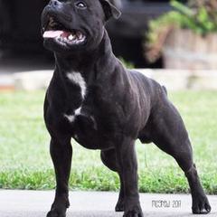 Staffordshire Bull Terriers from Shortyrock Staffordshire Bull Terriers