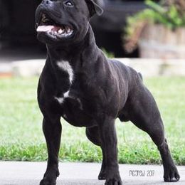 Staffordshire Bull Terriers from Shortyrock Staffordshire Bull Terriers