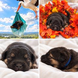 Blue Collar Male, Winter - Black and cream male Shiloh Shepherd puppy in Griffin, Georgia from Orchard Hills Shilohs