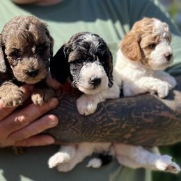 Poodle Puppies from Poodles of Tampa Bay