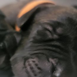 Orange Boy - Black brindle Cane Corso puppy in Montgomery, New York from Mormaxx Kennel