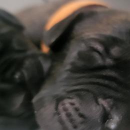 Orange Boy - Black brindle Cane Corso puppy in Montgomery, New York from Mormaxx Kennel