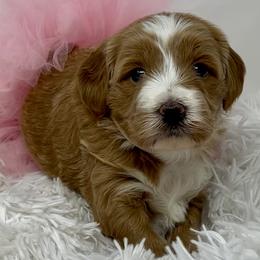Rae's Pink Female - Apricot female Goldendoodle puppy in Great Falls, Montana from Montana Goldendoodles