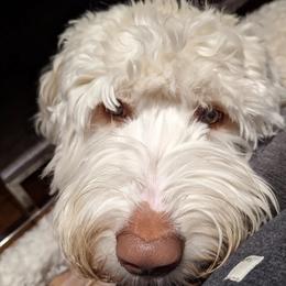 Samson - Australian Labradoodle