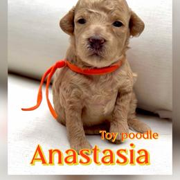 Anastasia - Cream female Poodle puppy in Oceanside, New York from Anastasia Poodles three four seven seven five four two three four five