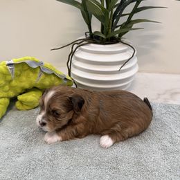Kip - Red sable male Havanese puppy in Semmes, Alabama from Hayden's Havanese
