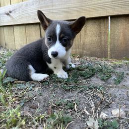 PJ2 Boy - Blue Pembroke Welsh Corgi puppy in Dickinson, Texas from Gulf Coast Corgis