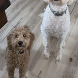 Cavalier King Charles Spaniels, Goldendoodles, and Labrador Retrievers from Whiskey City Kennels