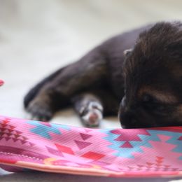 German Shepherd Puppies from Milestone GSDs