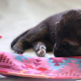 German Shepherd Puppies from Milestone GSDs