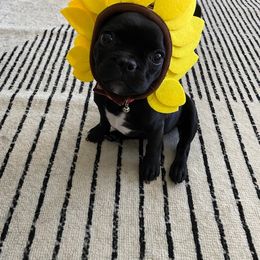 French Bulldog All Grown Up from Frenchie & Co.