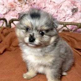 Blue merle baby girl - Blue merle female Pomeranian puppy in Newport News, Virginia from Nel’s designer Pomeranians