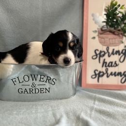 Dachshund Puppies from Hogan’s Lowrider Hounds