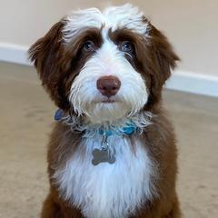Australian Labradoodles from Legendary Labradoodles LLC