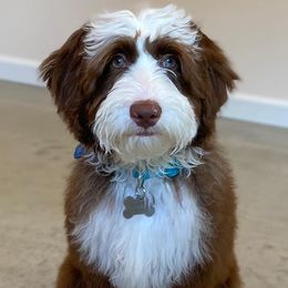 Australian Labradoodles from Legendary Labradoodles LLC