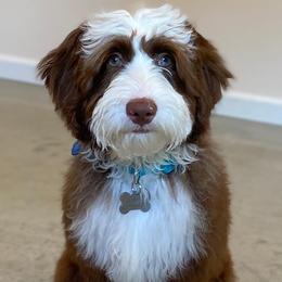 Australian Labradoodles from Legendary Labradoodles LLC