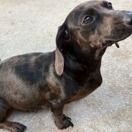 Pebbles - Dachshund