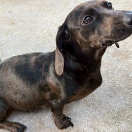Pebbles - Dachshund