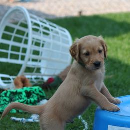 Golden Retriever Puppies from Saturday Night Golden Retrievers