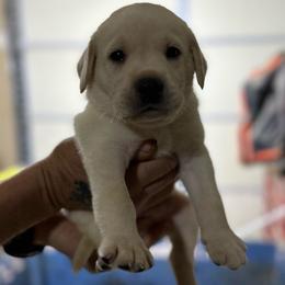 Orange collar - Yellow male Labrador Retriever puppy in Nampa, Idaho from Gem State English Labrador Retrievers