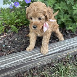 Bernedoodle, Cavapoo, Goldendoodle, and Poodle Puppies from Gypsi Doodles & Poodles