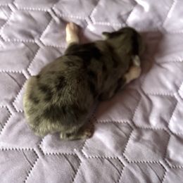 Elton - Blue merle male Pomeranian puppy in Jackson, New Jersey from Peapod Pomeranians