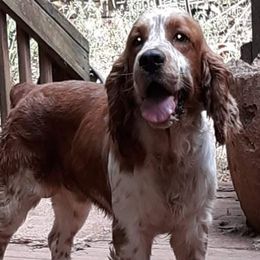 Sunny - English Springer Spaniel