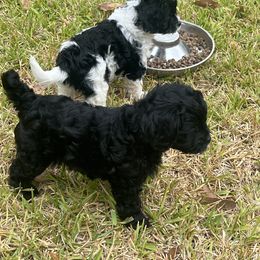 Cavapoo and Shihpoo Puppies from Haus of Doodles