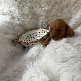 Agnese - Red  female Goldendoodle puppy in Indianapolis, Indiana from E&A Doodle Barn