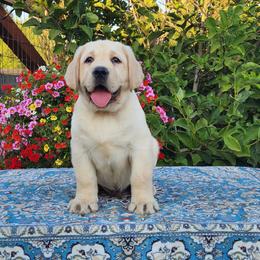 Yellow Male - Yellow male Labrador Retriever puppy in Yelm, Washington from Prince Labradors