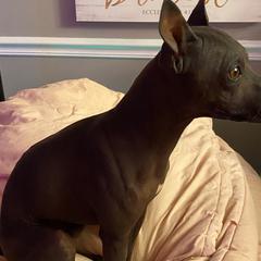 Make It Neiked Pup's Rip - American Hairless Terrier