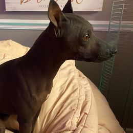 Make It Neiked Pup's Rip - American Hairless Terrier