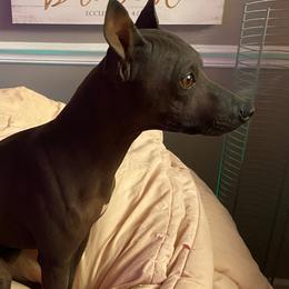 Make It Neiked Pup's Rip - American Hairless Terrier