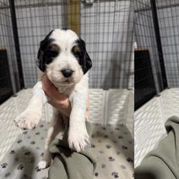 Ginger - Black white and tan female English Springer Spaniel puppy in Ogilvie, Minnesota from V.V. Berg Kennels