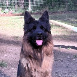 Ozzy - German Shepherd