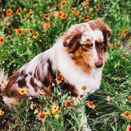 Maggie - Australian Shepherd