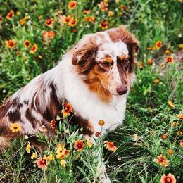 Maggie - Australian Shepherd