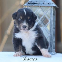 Romeo - Black tri-color male Australian Shepherd puppy in Ceres, California from Knight's Aussies