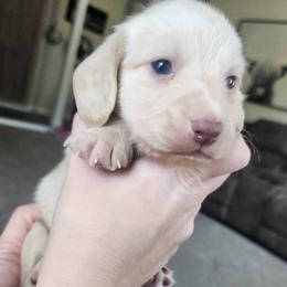 Milo - Cream male Dachshund puppy in Cypress, Texas from Cypress Dachshunds