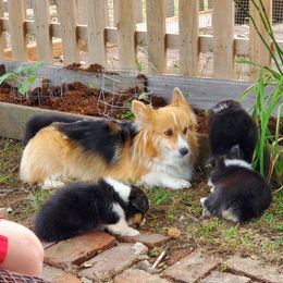 Pembroke Welsh Corgi Puppies from Reed's pembroke corgi Welsh