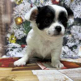 Gravy - Black and white male Chihuahua puppy in Palmyra, Indiana from Country Star Chihuahuas