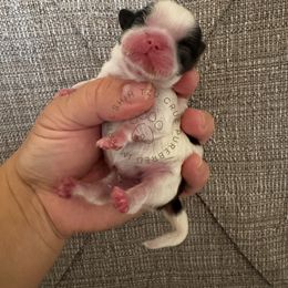 Biscotti - Liver and white female Shih Tzu puppy in Tehachapi, California from Shih Tzu Crue