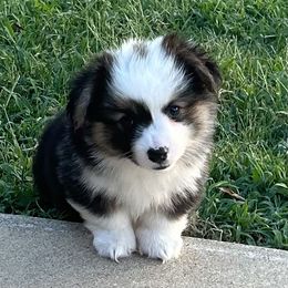 Pembroke Welsh Corgi Puppies from Kalypso Corgis