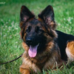 Wiki - German Shepherd