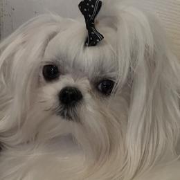 Casper - Maltese