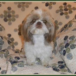 Shih Tzu Puppies from Meadowlyn's Dream Shih Tzu